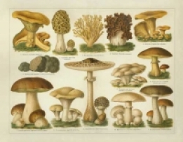 Paddenstoelen